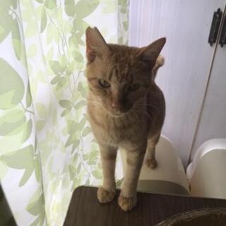 里親決まりました。新橋くん、若い猫、甘えん坊里親募集