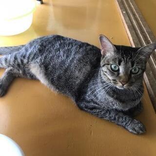 カンパリくん、若い猫、里親募集