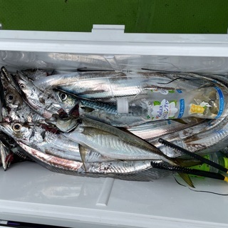 海釣り仲間募集