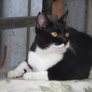 保護猫ですが、人懐こい黒白の男の子です。