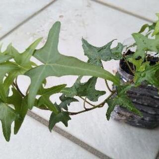 観葉植物🌱ヘデラ苗 (アイビー)① 品種(アイリッシュレース)限...