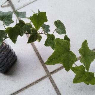 取引中◑観葉植物🌱ヘデラ苗 (アイビー)②限定1苗!
