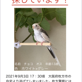 チョコ（オカメインコ）を探しています‼︎