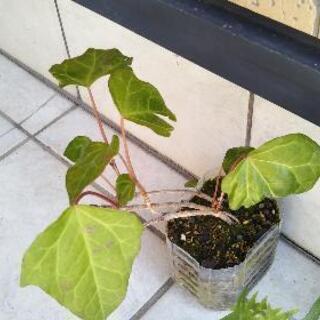 観葉植物🌱ヘデラ苗 (アイビー)③　葉のサイズ大きな…限定1苗!