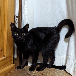 ★黒猫(=^・^=)ワクチン接種・避妊手術済♀8ヶ月くらい
