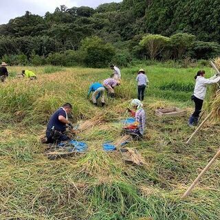 稲刈り～自然農の米作り～