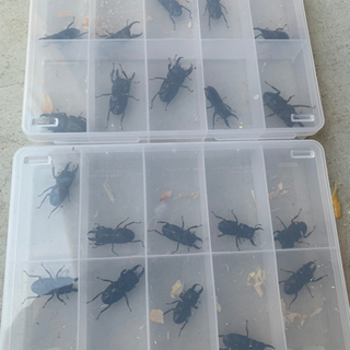 ヒラタクワガタ