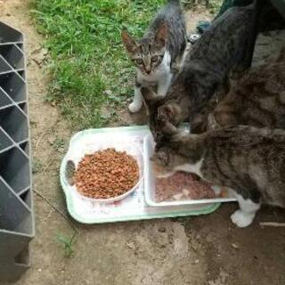 ご近所さんのお庭で飼う外猫が子猫を産みました