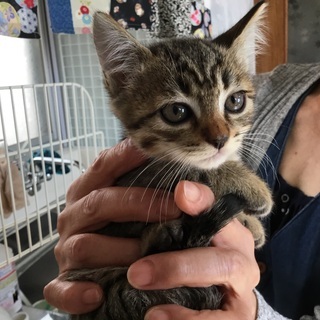 離乳したばかりの猫で男の子か女の子かまだ分かりません