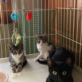 可愛い猫達の里親さん募集中