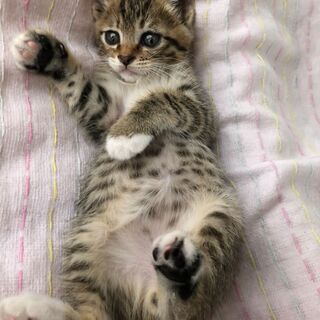 可愛い猫達の里親さん募集中