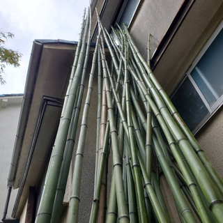 竹　あげます