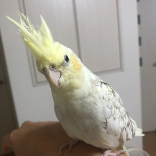 オカメインコ保護しました！