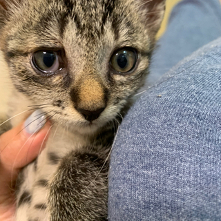 元気いっぱいのメス猫