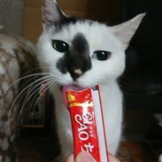 ［話合い中につき一旦休止］メチャ可愛い・美猫 - 三郷市