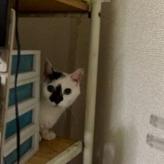 ［話合い中につき一旦休止］メチャ可愛い・美猫 - 猫