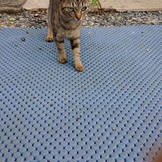 里親様決まりました。皆様ありがとうございました(*^^*)