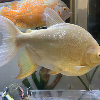 アルビノレッドコロソマ 30cm± 引き取り限定の画像