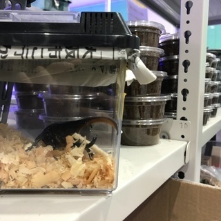 利用者様募集!!【生体管理・飼育作業】就労継続支援B型事業所の画像