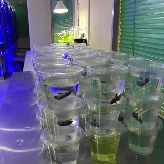利用者様募集!!【生体管理・飼育作業】就労継続支援B型事業所の画像