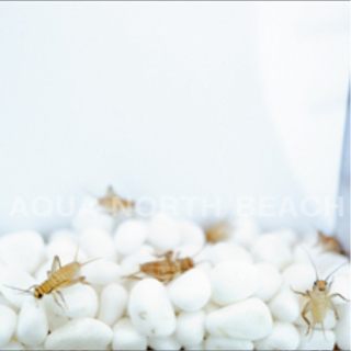 ヨーロッパイエコオロギ🦗
