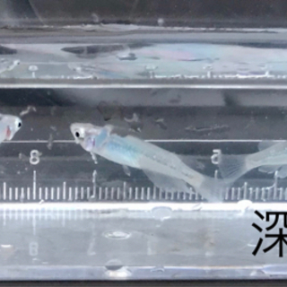 メダカ「深海」 稚魚も販売中