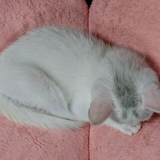 美ねこ　まっしろ女の子　保護しました　ちびトトロ柄ワンポイント