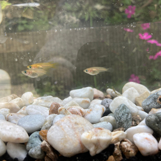 日本メダカ　色々の画像