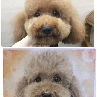 大切なペットの似顔絵をパステルアートで描きます