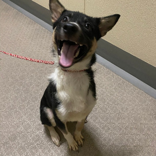 雑種犬の男の子です。問い合わせがあり一旦締め切らせていただきます！