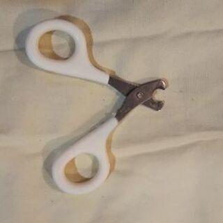 受付締切 9/30 小動物、猫、小型犬に～爪切り