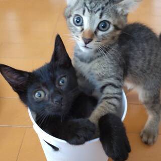 キジの可愛い３兄弟黒猫カシュちゃん