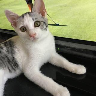 少しお転婆な💦三毛猫ちゃん😸（募集一時中断します）