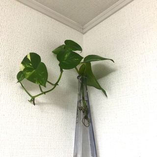 観葉植物　ポトス