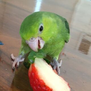 お利口 ★ マメルリハインコ　女子　2020.12産まれ　