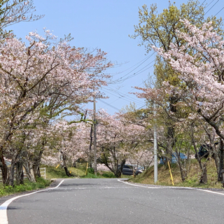 さくらフリーさマーケット（霧島市横川町丸岡公園内） - 霧島市