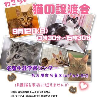 9/12（日）猫の譲渡会・名東区