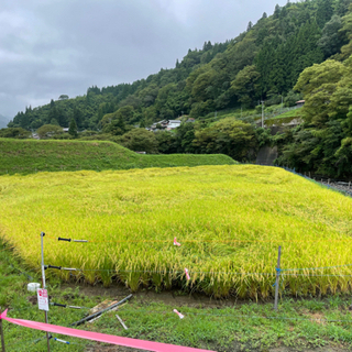 令和2年美方郡産コシヒカリ(玄米20kg)