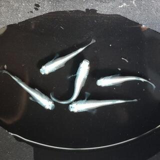 幹之（フルボディ）5匹