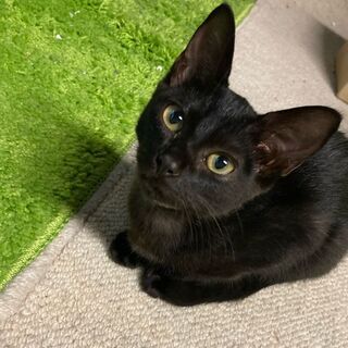 ※只今面談を控えております※美人さん子猫【4か月頃】いちごちゃん