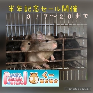 半年記念セール開催中です