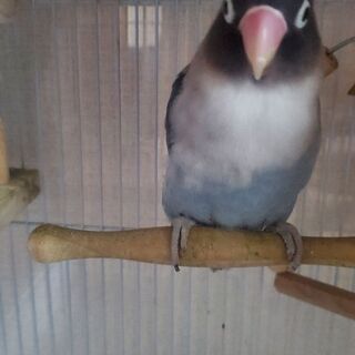 ボタンインコ(ペア)