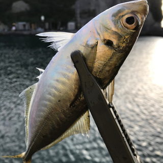 釣り友募集（アジング ）