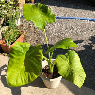 観葉植物　クワズイモ