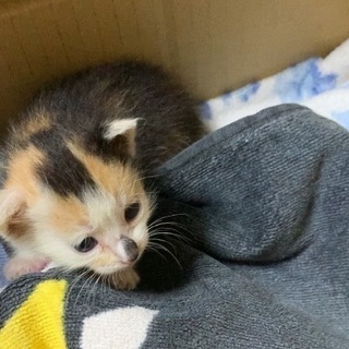 生後一ヶ月未満のよちよち歩きの仔猫です
