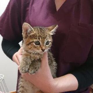 生後1.5ヶ月位の子猫 全て里親決まりました