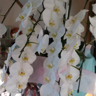 胡蝶蘭