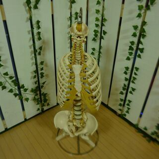 【愛品館八千代店】SOMSO　ソムソ　骨格標本【愛八ZS】