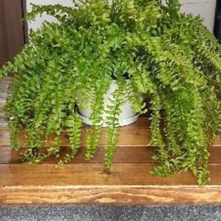 タマシダ　観葉植物　シダ　