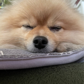 ワンちゃん好きな方募集🐶